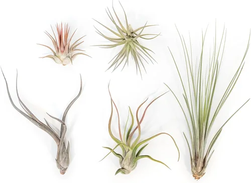 Air Plant Shop Paquete de 5 plantas de aire Tillandsia Colección Yucatan - Venta al por mayor y a granel - Suculentas - Tillandsia viva - Plantas de