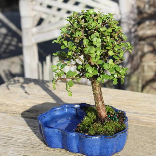 Miniatura 7 de Árbol de bonsái enano vivo de jade de Brussel's Bonsai, para interior - Pequeño, 3 años de edad, de 5 a 8 pulgadas de alto - Árbol de jade en maceta