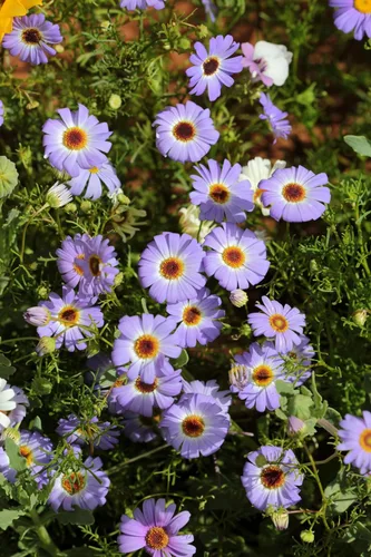 Miniatura 5 de 200 semillas de flores de Iberidifolia Brachyscome Iberidifolia mezcla púrpura