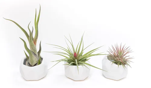 Air Plant Shop Juego de 3 soportes geométricos blancos con plantas de aire mixtas, al por mayor y a granel, suculentas - Tillandsia viva - Plantas