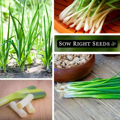 Miniatura 4 de Sow Right Seeds - Semillas de cebolla blanca larga de Tokio para plantar - Perfectas para plantar al aire libre o en interiores - Cebollas verdes