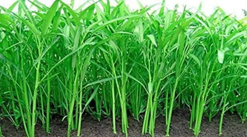 Miniatura 2 de Kong Xin CAI Seeds – Semillas de vegetales de hoja verde para plantar jardín – Semillas Choy Ong sin OMG – Se envía desde Iowa, Estados Unidos