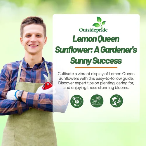 Miniatura 5 de Outsidepride Lemon Queen Semillas de girasol para plantar, 1/4 libras anuales, fáciles de cultivar con flores vibrantes y abundantes para arreglos