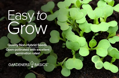 Miniatura 7 de Gardeners Basics, Bok Choy - Semillas de col china para plantar, (Pak Choi) reliquia, variedad vegetal sin OMG, semillas de 0.04 onzas (0.04 oz)