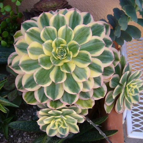 Miniatura 3 de Aeonium Planta Viva, Raras Suculentas Aeonium para Plantas de Interior en Maceta de 4 Pulgadas, Suculentas para Decoración de Oficina en Casa