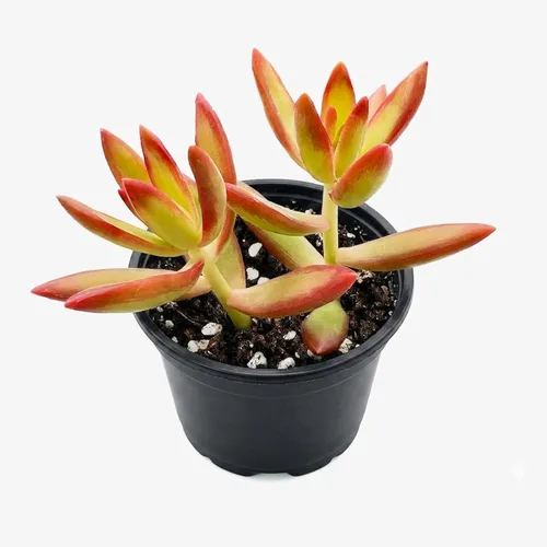 Miniatura 9 de Plantas suculentas vivas de 2 pulgadas, cactus con cono de pino, mini suculentas en maceta, planta de interior de fácil cuidado, regalos únicos