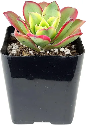 Miniatura 2 de Aeonium Kiwi de 2 pulgadas Colección colorida de alta calidad de plantas suculentas Aeonium vivas Suculentas de rosetas saludables totalmente
