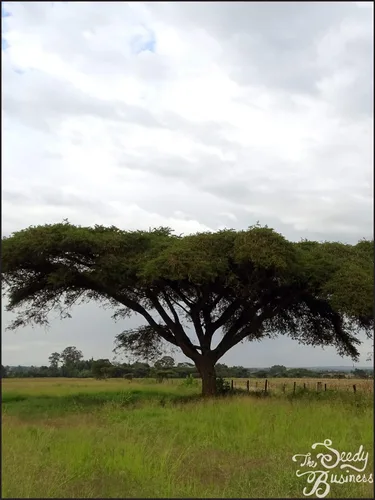 Miniatura 3 de Vachellia (Acacia) sieberiana (Paperbark Acacia Tree) - 25 Semillas