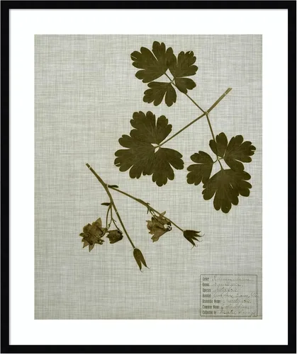 Miniatura 19 de Amanti Art Vision Studio - Lienzo decorativo para pared, 36 x 30 pulgadas, hojas prensadas en lino I por Vision Studio, arte de pared de naturaleza