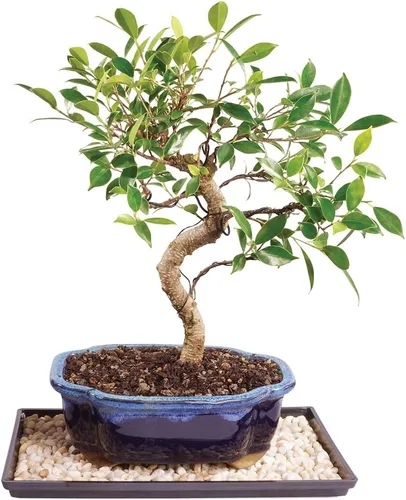 Miniatura 15 de Brussel's Bonsai - Árbol bonsái para interiores, M