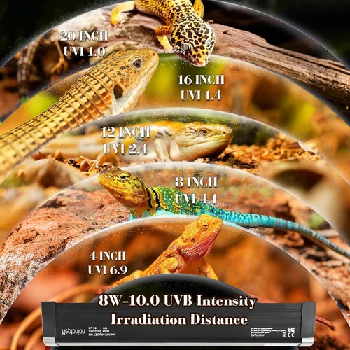 Miniatura 3 de Lámpara T5 UVB para Reptiles de 12.5 Pulgadas con Foco UVB 10.0 de Alta Salida para Terrarios, Reptiles Tomando Sol, Lagartos, Camaleones, Iguanas