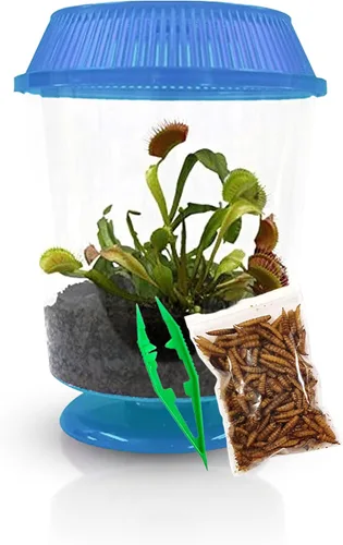 Venus - Trampa para moscas con terrario azul de 4.5 pulgadas + plantas carnívoras paquete de alimentos con pinzas de alimentación, suelo para Tapa
