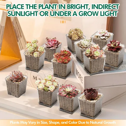 Miniatura 5 de Echeveria Ben Badis - Suculenta viva con roseta única para decoración de interiores y exteriores, regalo de fácil cuidado para los amantes