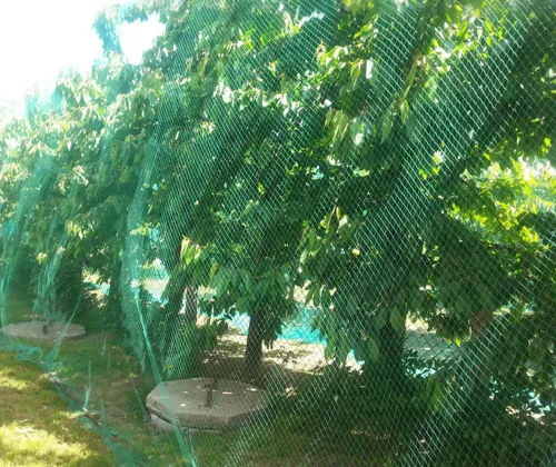 Red de protección antipájaros de 13 pies x 33 pies, malla de protección para jardín, plantas y plantas, flores, árboles frutales, verduras de Verde