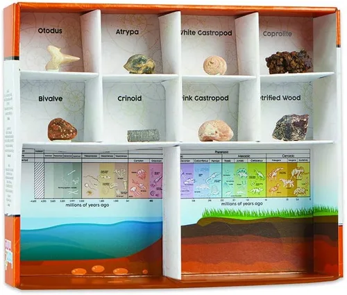 Miniatura 9 de hand2mind - Kit de excavación de fósiles para excavar y exhibir, vitrina de fósiles, 8 fósiles reales para descubrir, kits de excavación para niños