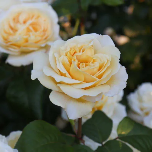Miniatura 7 de Rosas de té híbridas de reliquia, planta de raíz propia viva para jardín al aire libre, Moonlight Romantica®, muy fragantes, zonas de rusticidad