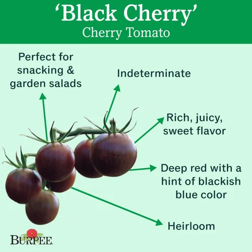 Miniatura 2 de Burpee Tomate 'Black Cherry' - Tomate cereza púrpura, sabor dulce y rico, 30 semillas Cereza Negra