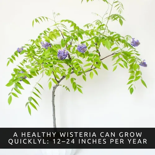 Miniatura 3 de Wisteria - Plantas vivas de 1 a 2 pies de alto - Vid de glicina en flor (Wisteria Floribunda) - Planta trepadora de rápido crecimiento