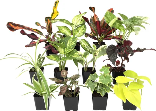 Miniatura 13 de Plantas de interior vivas fáciles de cultivar (paquete de 6), colección de lujo de plantas de interior purificadoras de aire, peperomia, plantas
