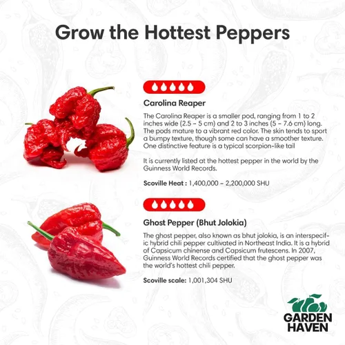Miniatura 3 de Carolina Reaper Ghost Pepper - Kit de cultivo todo en uno - Semillas de la segadora de Bhut Jolokia, crece los pimientos más calientes, kit