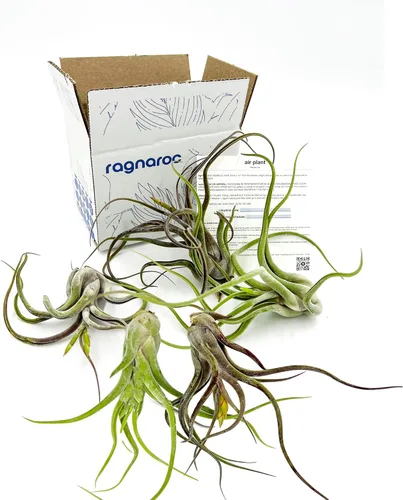 Miniatura 14 de ragnaroc Air Plants - Floración Tillandsia Bulbosa Belice, gigante de 7-9 pulgadas, 1 unidad, llegada en vivo garantizada, plantas