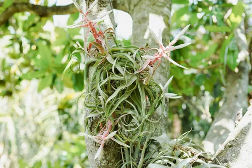 Miniatura 7 de Medium Air Plants Streptophylla - Plantas suculentas de interior y exterior de Tillandsia vivas - Disponible al por mayor y a granel - Decoración