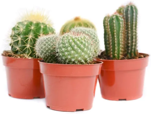 Miniatura 2 de Cactus Plants Live - Plantas de cactus grandes surtidas de 4 pulgadas - Plantas de cactus en maceta totalmente enraizadas - Juego de plantas