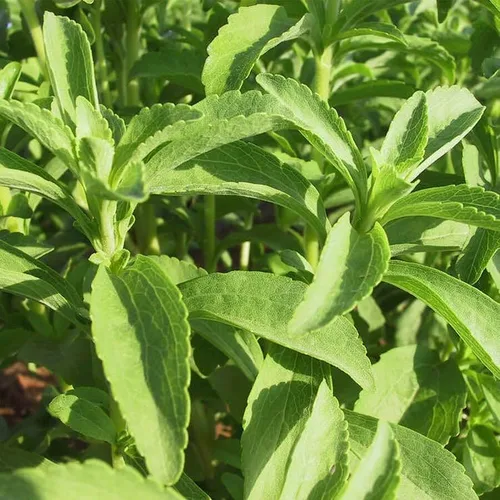 Miniatura 4 de Park Seed Sugarleaf - Semillas de Stevia orgánicas, paquete de 50 semillas