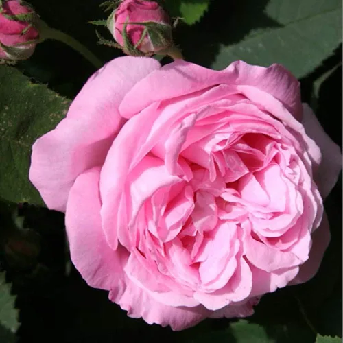Miniatura 2 de Heirloom Roses Planta de rosas - Honorine de Brabant Multi Rosal, Bourbons Planta viva para plantar al aire libre