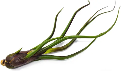 Miniatura 10 de Tillandsia Plantas de aire vivas de interior (paquete de 100), plantas de aire, recuerdos de fiesta a granel o recuerdos de boda, plantas vivas