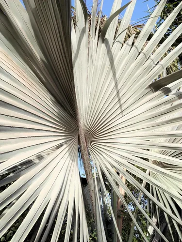 Miniatura 4 de 5 Silver Saw Palmetto Serenoa Repens American Dwarf Palm Tree Arbusto de fruta comestible Semillas de sol o sombra