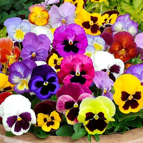 Semillas Viola Swiss Mix (Nombre científico: Viola wittrockiana) Flores Perennes