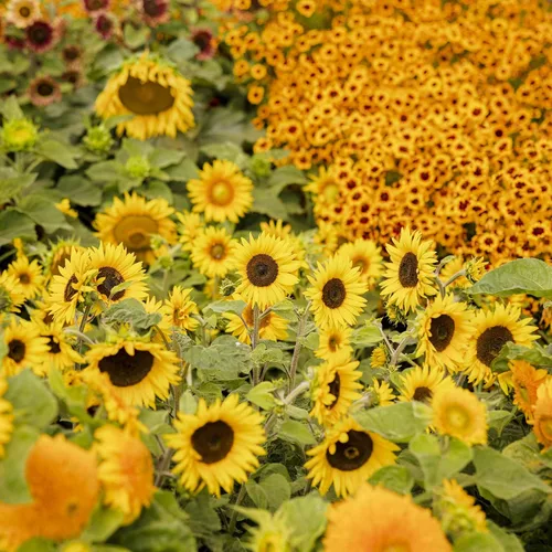 Miniatura 40 de Eden Brothers Semillas de girasol - Autumn Beauty