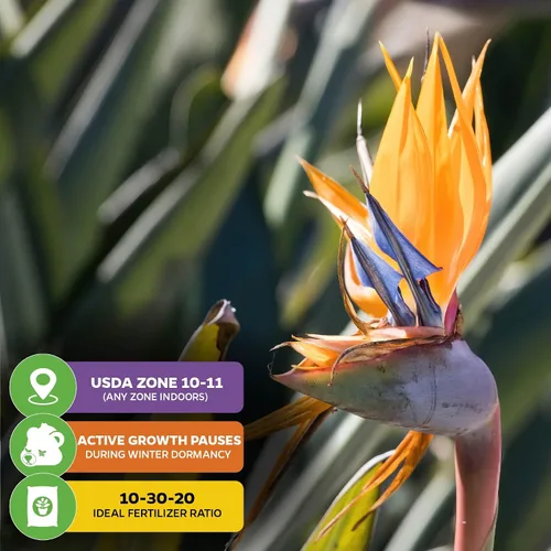 Miniatura 5 de Planta viva de Ave del Paraíso naranja - Strelitzia Reginae de Wellspring Gardens - Flor tropical perenne, planta exótica para interior/exterior