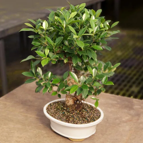Miniatura 15 de Brussel's Bonsai, Bonsai de Ficus Golden Gate