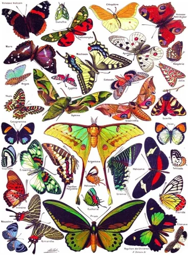 Miniatura 2 de New York Puzzle Company - Vintage Images Butterflies ~ Papillons - Rompecabezas de 1000 piezas para adultos por Adolphe Philippe Millot