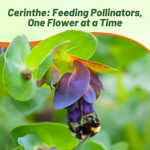 Miniatura 5 de Outsidepride Cerinthe Major Honeywort Semillas – 50 unidades. Semillas anuales, autosiembradas y fáciles de cultivar, semillas de flores