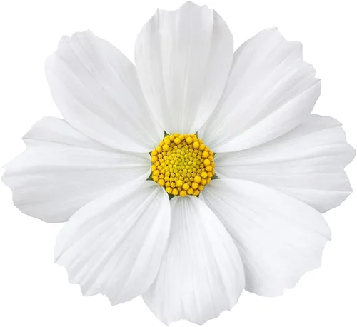 Miniatura 6 de Semillas de flores cosmos "enanas blancas" para plantar, más de 100 semillas por paquete, semillas de jardín de Isla (semillas de jardín de Isla)