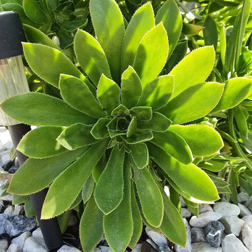 Miniatura 5 de Blissful 5 Rosetas de Aeonium de 2 a 6 pulgadas, raras 5 variedades únicas. Fácil de cultivar, tolerante a la sequía y perfecto para regalos