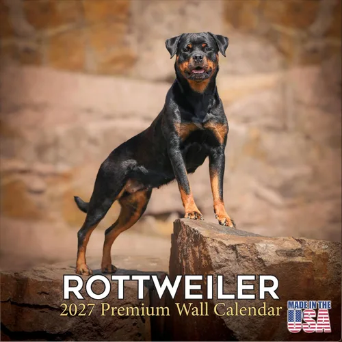 Miniatura 188 de Calendario amarillo 2025 2026 de Labrador Pups – Calendario mensual de pared de raza de perro – 12" x 24" abierto – Papel grueso anti-traspaso