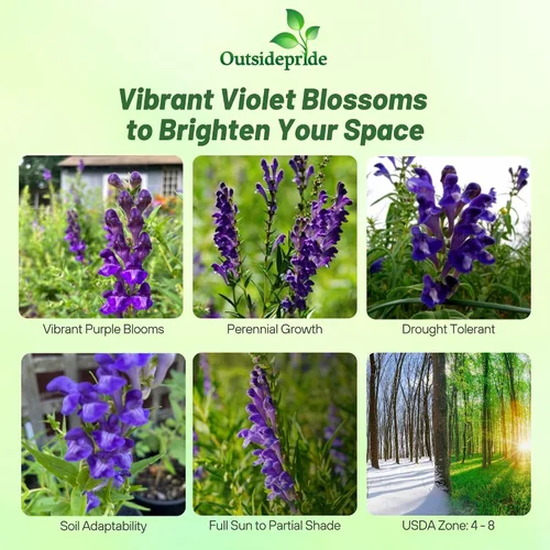 Miniatura 2 de Outsidepride Semillas Skullcap - 100 unidades. Semillas perennes, fáciles de cultivar y compactas, semillas de hierbas para plantar flores