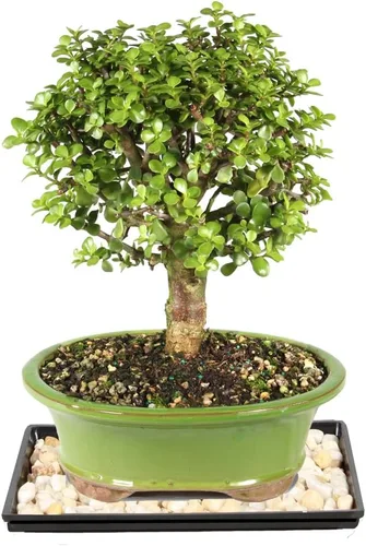 Miniatura 9 de Brussel's Bonsai Árbol bonsái de jade enano vivo, para interiores, pequeño, 3 años de edad, 5 a 8 pulgadas de alto, maceta decorativa de cerámica