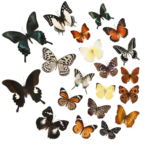 Miniatura 8 de WTUAWB 6 piezas de mariposa de taxidermia real – especímenes de producción creativa de bricolaje, animales de taxidermia para caja de sombra