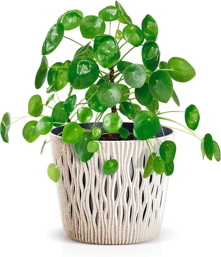 Miniatura 5 de Prosperplast Maceta, Madera, Verde, Muy pequeño