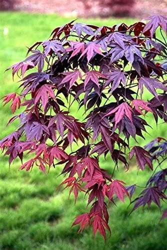 TriStar Plants - Vasos de arce japonés Bloodgood Acer de 3.5 pulgadas - Paquete de 2 - acer palmatum bloodgood - Raíces establecidas saludables-