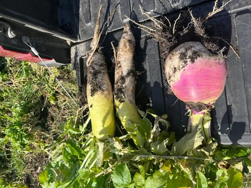 Miniatura 6 de Semilla de rábano para plantar: jarra de 1/2 acre, semillas de parcela de alimentos Brassica con alto contenido de proteínas, cultivo de cobertura