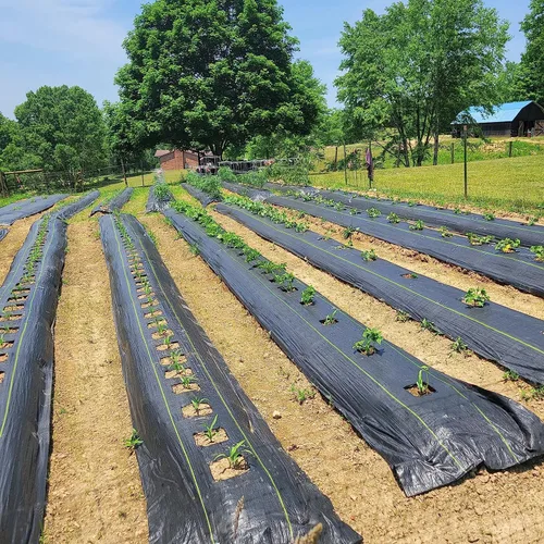 Miniatura 7 de Solim Tela de barrera de malezas de alta calidad de 3 x 300 pies, duradera y resistente, alfombrilla de control de malas hierbas de jardinería