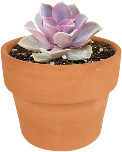 Miniatura 28 de Echeveria Lola - Planta suculenta saludable Echeveria Live de fácil cuidado para interiores, totalmente arraigada en tamaños de 2/4/6 pulgadas