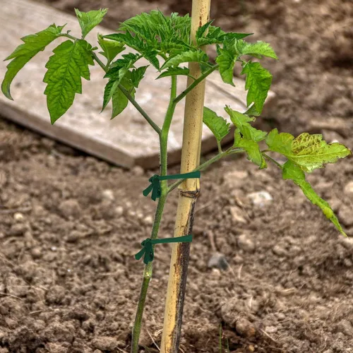 Miniatura 2 de BBTO Cordel de jardín suave para plantas, lazo verde para jardín, cinta elástica de jardinería, soporte de plantas para atar el hogar, plantas