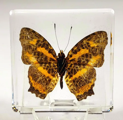 Miniatura 27 de Mariposa Bluebottle real de 2.9 pulgadas en resina de Lucite transparente, grafio, sarpedón, colección de manualidades para biología, ciencias